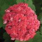 Geranium Rose Red Rosebud Hybrid 20 Seeds