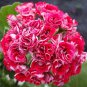 Geranium Rose Red Rosebud Hybrid 20 Seeds