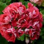 Geranium Rose Red Rosebud Hybrid 20 Seeds