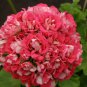 Geranium Rose Red Rosebud Hybrid 20 Seeds