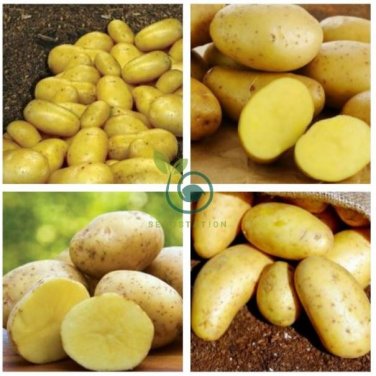 Potato Yukon Gold Flavorful Yellow-Skinned 300 Seeds