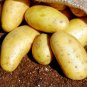 Potato Yukon Gold Flavorful Yellow-Skinned 300 Seeds