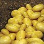 Potato Yukon Gold Flavorful Yellow-Skinned 300 Seeds