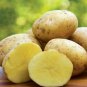 Potato Yukon Gold Flavorful Yellow-Skinned 300 Seeds