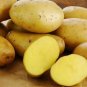Potato Yukon Gold Flavorful Yellow-Skinned 300 Seeds