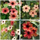 Thunbergia Alata Black-Eyed Susan Vine - Rose Red Light Yellow Colors 20 Seeds