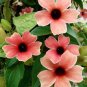 Thunbergia Alata Black-Eyed Susan Vine - Rose Red Light Yellow Colors 20 Seeds