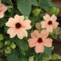 Thunbergia Alata Black-Eyed Susan Vine - Rose Red Light Yellow Colors 20 Seeds
