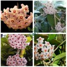 Hoya Carnosa Bonsai, Hoya Fleshy Flower Bonsai Garden Plants 200 Seeds
