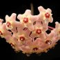 Hoya Carnosa Bonsai, Hoya Fleshy Flower Bonsai Garden Plants 200 Seeds