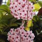 Hoya Carnosa Bonsai, Hoya Fleshy Flower Bonsai Garden Plants 200 Seeds