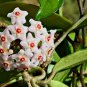 Hoya Carnosa Bonsai, Hoya Fleshy Flower Bonsai Garden Plants 200 Seeds