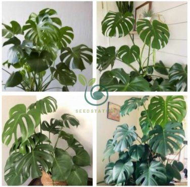 Green Palm Turtle Leaves Monstera  200 Seeds