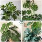 Green Palm Turtle Leaves Monstera  200 Seeds