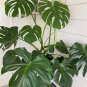 Green Palm Turtle Leaves Monstera  200 Seeds