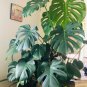 Green Palm Turtle Leaves Monstera  200 Seeds