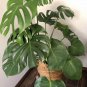 Green Palm Turtle Leaves Monstera  200 Seeds