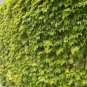 Green Boston Ivy  Evergreen Climbing Plants 100 Seeds