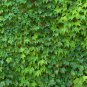 Green Boston Ivy  Evergreen Climbing Plants 100 Seeds