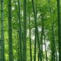 Bamboo Huge Mao Bamboo Bonsai Phyllostachys Pubescensedulis  80 Seeds
