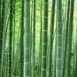 Bamboo Huge Mao Bamboo Bonsai Phyllostachys Pubescensedulis  80 Seeds