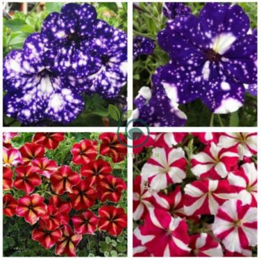 Rare Beautiful Petunia Flower Plants 24 Kinds of Petunia Flower 200 Seeds