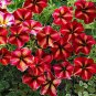 Rare Beautiful Petunia Flower Plants 24 Kinds of Petunia Flower 200 Seeds