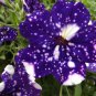 Rare Beautiful Petunia Flower Plants 24 Kinds of Petunia Flower 200 Seeds