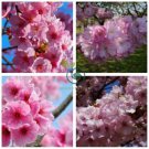 Sakura DIY Home Garden Bonsai Flower Japanese Oriental Cherry 20 Seeds