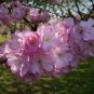 Sakura DIY Home Garden Bonsai Flower Japanese Oriental Cherry 20 Seeds