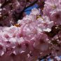 Sakura DIY Home Garden Bonsai Flower Japanese Oriental Cherry 20 Seeds
