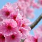 Sakura DIY Home Garden Bonsai Flower Japanese Oriental Cherry 20 Seeds