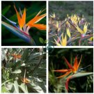 Strelitzia Reginae Bonsai Indoor Potted Plant Flowers Bird of Paradise 100 Seeds