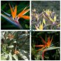 Strelitzia Reginae Bonsai Indoor Potted Plant Flowers Bird of Paradise 100 Seeds