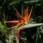 Strelitzia Reginae Bonsai Indoor Potted Plant Flowers Bird of Paradise 100 Seeds
