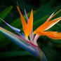 Strelitzia Reginae Bonsai Indoor Potted Plant Flowers Bird of Paradise 100 Seeds