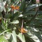 Strelitzia Reginae Bonsai Indoor Potted Plant Flowers Bird of Paradise 100 Seeds