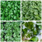 Watercress Greens Aqua 1000 Seeds