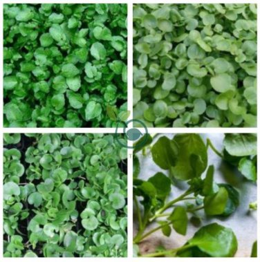 Watercress Greens Aqua 1000 Seeds