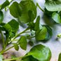 Watercress Greens Aqua 1000 Seeds