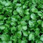 Watercress Greens Aqua 1000 Seeds