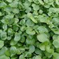 Watercress Greens Aqua 1000 Seeds