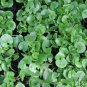 Watercress Greens Aqua 1000 Seeds