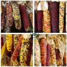 Glass Gem Corn - Rare Heirloom Variety 100 Seeds