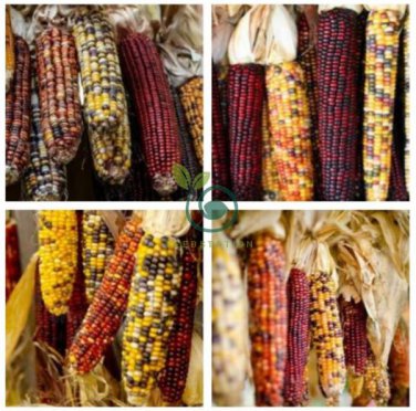 Glass Gem Corn - Rare Heirloom Variety 100 Seeds
