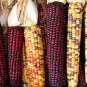 Glass Gem Corn - Rare Heirloom Variety 100 Seeds