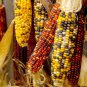Glass Gem Corn - Rare Heirloom Variety 100 Seeds
