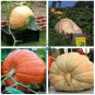 Giant Pumpkin  20 Seeds