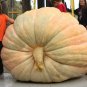 Giant Pumpkin  20 Seeds
