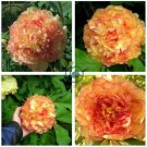 Rare Jin Ge Japanese Tree Peony  10 Seeds